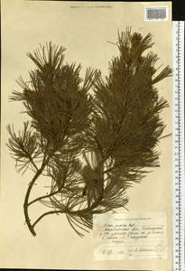 Pinus pumila (Parl.) Regel, Siberia, Chukotka & Kamchatka (S7) (Russia)