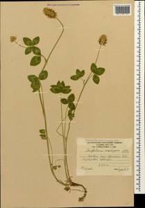 Trifolium ambiguum M.Bieb., Caucasus, South Ossetia (K4b) (South Ossetia)