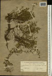 Thymus calcareus Klokov & Des.-Shost., Eastern Europe, Lower Volga region (E9) (Russia)