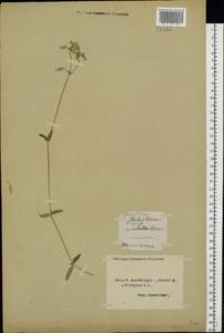 Cerastium holosteoides Fr., Eastern Europe, Northern region (E1) (Russia)