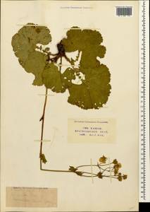 Geum speciosum Albov, Caucasus, Krasnodar Krai & Adygea (K1a) (Russia)