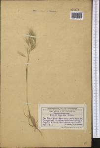 Bromus oxyodon Schrenk, Middle Asia, Western Tian Shan & Karatau (M3) (Kazakhstan)