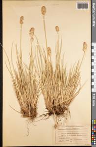 Poaceae, America (AMER) (South Georgia and the South Sandwich Islands)