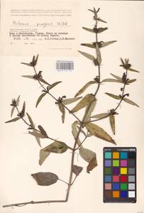 MHA 0 154 144, Phlomis herba-venti subsp. pungens (Willd.) Maire ex DeFilipps, Eastern Europe, Lower Volga region (E9) (Russia)
