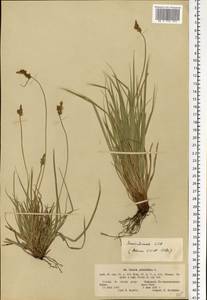 Carex pilulifera L., Eastern Europe, Latvia (E2b) (Latvia)