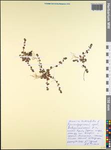 Veronica hederifolia L., Caucasus, Black Sea Shore (from Novorossiysk to Adler) (K3) (Russia)