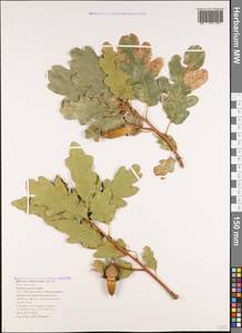 Quercus hartwissiana Steven, Caucasus, Black Sea Shore (from Novorossiysk to Adler) (K3) (Russia)