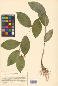 Disporum viridescens (Maxim.) Nakai, Siberia, Russian Far East (S6) (Russia)