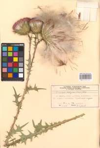 Cirsium vulgare (Savi) Ten., Eastern Europe, Moscow region (E4a) (Russia)