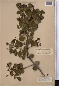 Cotoneaster multiflorus Bunge, Middle Asia, Pamir & Pamiro-Alai (M2) (Kyrgyzstan)