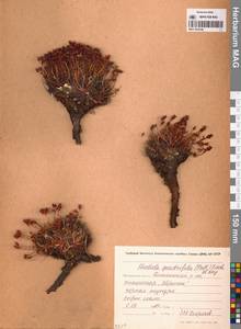 Rhodiola quadrifida (Pall.) Fisch. & C.A.Mey., Siberia, Chukotka & Kamchatka (S7) (Russia)