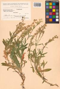 Silene foliosa Maxim., Siberia, Russian Far East (S6) (Russia)