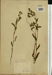 Lycopsis arvensis L., Eastern Europe, Lower Volga region (E9) (Russia)