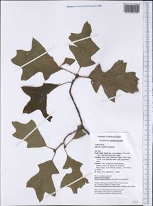 Quercus ilicifolia Wangenh., America (AMER) (United States)