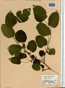 Morus alba L., Eastern Europe, Central forest-and-steppe region (E6) (Russia)