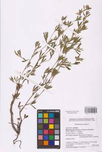 Trifolium arvense L., Eastern Europe, Central forest-and-steppe region (E6) (Russia)