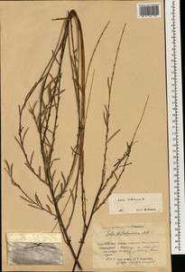Salix wilhelmsiana M. Bieb., South Asia, South Asia (Asia outside ex-Soviet states and Mongolia) (ASIA) (China)