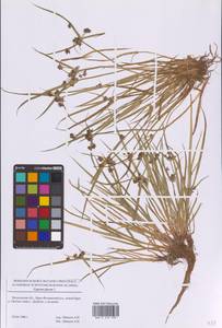 Cyperus fuscus L., Eastern Europe, Moscow region (E4a) (Russia)