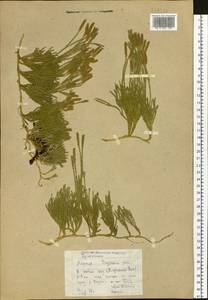 Diphasiastrum alpinum (L.) Holub, Siberia, Yakutia (S5) (Russia)