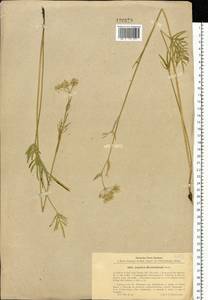 Ostericum maximowiczii (F. Schmidt) Kitag., Siberia, Russian Far East (S6) (Russia)