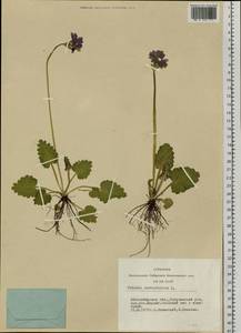 Primula cortusoides L., Siberia, Western Siberia (S1) (Russia)