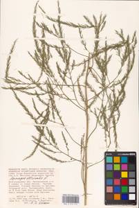 Asparagus officinalis L., Eastern Europe, Lower Volga region (E9) (Russia)