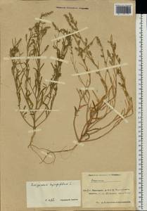 Corispermum hyssopifolium L., Eastern Europe, Eastern region (E10) (Russia)