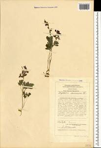Corydalis caucasica DC., Caucasus, Stavropol Krai, Karachay-Cherkessia & Kabardino-Balkaria (K1b) (Russia)