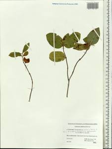 Lonicera chamissoi Bunge, Siberia, Russian Far East (S6) (Russia)