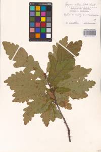 Quercus petraea (Matt.) Liebl., Eastern Europe, West Ukrainian region (E13) (Ukraine)