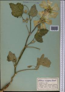 Alcea nudiflora (Lindl.) Boiss., Middle Asia, Pamir & Pamiro-Alai (M2) (Tajikistan)