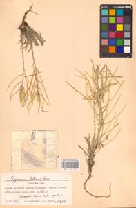 Erysimum redowskii Weinm., Siberia, Western Siberia (S1) (Russia)