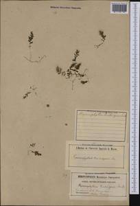 Hymenophyllum tunbrigense (L.) Sm., Australia & Oceania (AUSTR) (New Zealand)