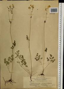 Thalictrum petaloideum L., Siberia, Baikal & Transbaikal region (S4) (Russia)