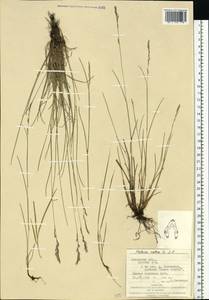 Festuca rubra L., Eastern Europe, West Ukrainian region (E13) (Ukraine)