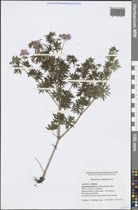 Geranium sanguineum L., Eastern Europe, Central forest-and-steppe region (E6) (Russia)