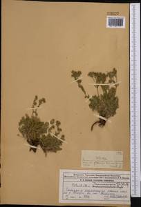 Potentilla pedata Willd., Middle Asia, Dzungarian Alatau & Tarbagatai (M5) (Kazakhstan)