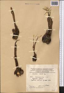 Colchicum robustum (Bunge) Stef., Middle Asia, Karakum (M6) (Turkmenistan)