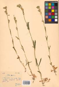 Silene aprica Turcz. ex Fisch. & C. A. Mey., Siberia, Russian Far East (S6) (Russia)