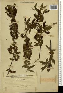 Salix excelsa J.F.Gmel., Caucasus, Azerbaijan (K6) (Azerbaijan)