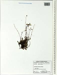 Saxifraga bronchialis subsp. bronchialis, Siberia, Central Siberia (S3) (Russia)