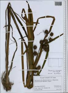 Sparganium erectum subsp. microcarpum (Neuman) Domin, Eastern Europe, Central forest region (E5) (Russia)