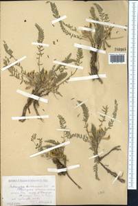 Astragalus buchtormensis Pall., Middle Asia, Caspian Ustyurt & Northern Aralia (M8) (Kazakhstan)