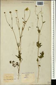 Ranunculus caucasicus M. Bieb., Caucasus (no precise locality) (K0)