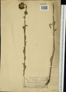 Campanula cervicaria L., Eastern Europe, Moscow region (E4a) (Russia)