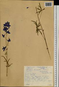 Delphinium cheilanthum Fisch. ex DC., Siberia, Yakutia (S5) (Russia)