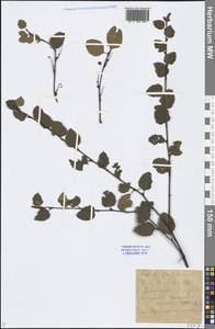 Betula fruticosa Pall., Siberia, Baikal & Transbaikal region (S4) (Russia)