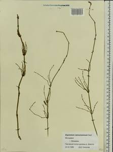 Equisetum ramosissimum Desf., Eastern Europe, Moldova (E13a) (Moldova)