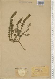 Marrubium peregrinum L., Caucasus, Krasnodar Krai & Adygea (K1a) (Russia)