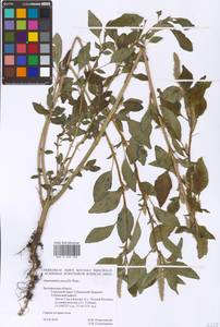 Amaranthus powellii S. Watson, Eastern Europe, Central forest-and-steppe region (E6) (Russia)